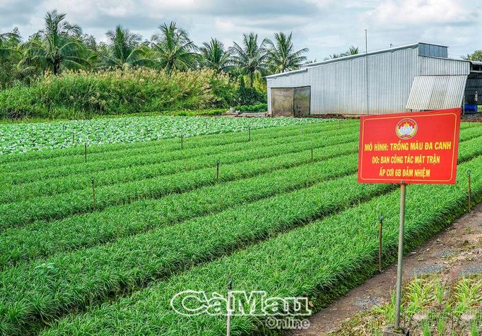 Mô hình trồng màu đa canh mang lại hiệu quả của MTTQ ấp Cơi 6B, xã Khánh Bình Tây, huyện Trần Văn Thời.