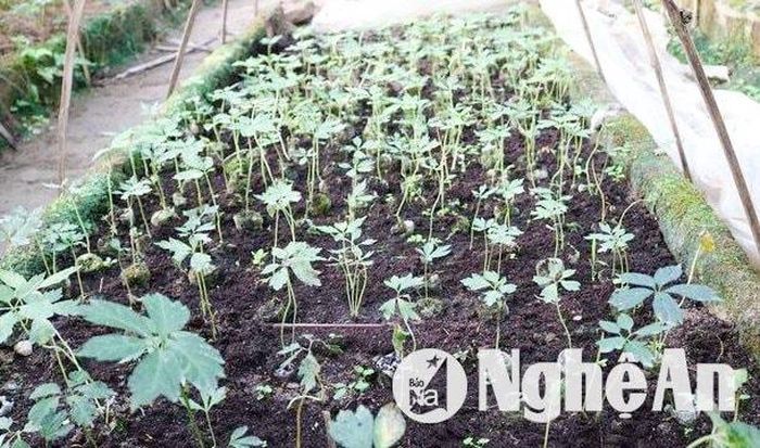 Sâm Puxailaileng có thể nhân giống bằng mô tế bào. Ảnh: CSCC