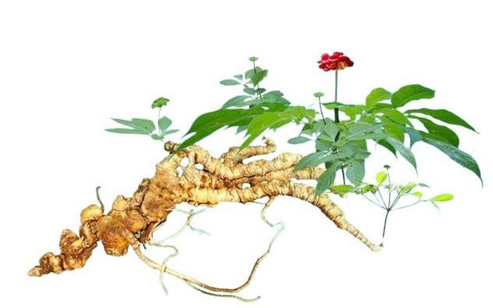 Sâm Puxailaileng hay còn gọi là củ một triệu có tên khoa học là Panax vietnamensis Ha & Grushv, thuộc họ Ngũ gia bì – Araliaceae. Ảnh minh họa: T.H