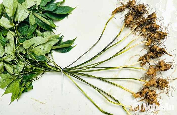 Những cây sâm Puxailaileng vừa được tìm thấy trong các cánh rừng tự nhiên ở dãy Trường Sơn. Ảnh: CSCC