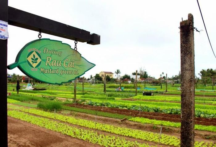 Đường Rau Cải trong khuôn viên làng rau Trà Quế, xã Cẩm Hà, TP. Hội An, Quảng Nam. Ảnh: Quangnam.gov