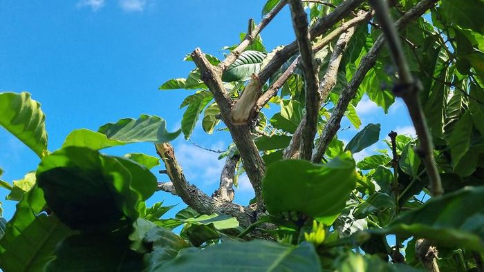  Một cành cà phê bị bẻ gãy, tuốt sạch quả. Ảnh: K.P