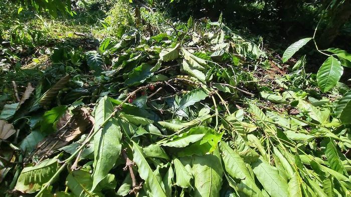  Một số cây cà phê trong vườn của gia đình bà Vũ Thị Mai bị bẻ cành, chặt cây xả vương vãi trên nền đất. Ảnh: K.P