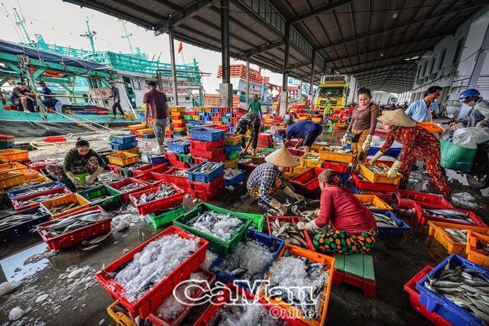 Vào con nước, Cảng cá Sông Ðốc mỗi ngày tiêu thụ trên 150 tấn thủy sản các loại.