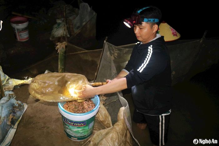 Nhiều hộ đã đổ những mẻ trủ đầu mùa, mỗi mẻ từ 2 -4 kg rươi. Anh Cao Văn Tuấn, xóm Phú Xuân, xã Châu Nhân phấn khởi cho biết, thửa ruộng rươi ven sông của gia đình anh có diện tích 2 sào, đêm qua đã kiếm được hơn 1 yến rươi. Ảnh: Huy Thư