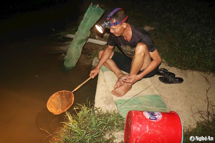 Tuy vậy, cũng có những chân ruộng rươi nổi rất ít. Một người dân xóm 2 (cũ) xã Châu Nhân đang nồi chờ rươi trên góc ruộng chia sẻ, anh mang lưới và thùng nhựa ra ruộng khá sớm, nhưng chờ mãi, hết nằm lại ngồi, ruộng nhà anh vẫn chưa nổi rươi, khi trời gần sáng mới vác lưới ra về. Ảnh: Huy Thư