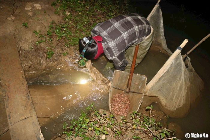 Mùa này, những bờ ruộng rươi ven sông, được bà con địa phương đắp cao, cửa trộ hứng rươi được đặt cống kiên cố, bắc cầu gỗ... khá thuận tiện trong việc giăng trủ hứng rươi. Ảnh: Huy Thư