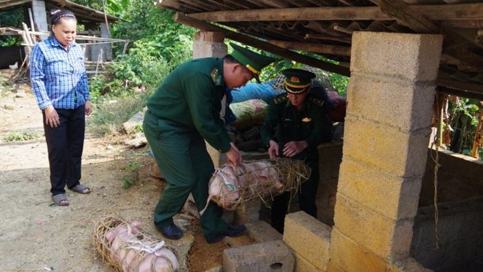 Đồn Biên phòng Thị Hoa trao lợn giống giúp nhân dân thoát nghèo bền vững.