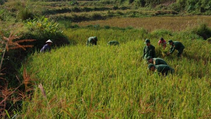Cán bộ, chiến sĩ Đồn Biên phòng Thị Hoa giúp nhân dân thu hoạch lúa.