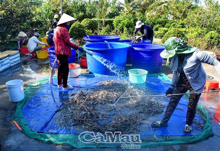 Dòng Kênh Kiểm mang phù sa về bồi trúc vùng đất này độ màu mỡ, cho những mùa tôm, cua, lúa no ấm.