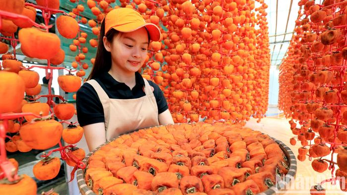 Cùng với thưởng thức trái hồng tươi, người tiêu dùng còn có thể lựa chọn nhiều món đặc sản hấp dẫn từ trái hồng Đà Lạt, như hồng sấy dẻo, hồng treo gió, hồng giòn, rượu hồng và mứt hồng...