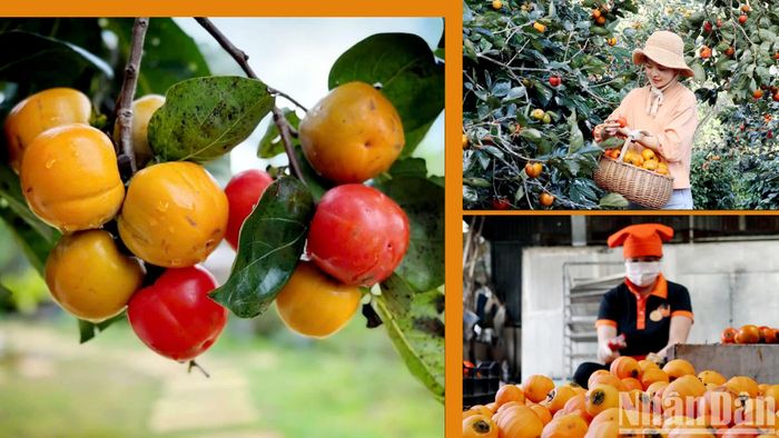 Đến Đà Lạt mùa hồng, điều làm nhiều người thích thú là được tận tay hái những quả hồng trên cây và thưởng thức trái chín tươi mọng trực tiếp tại vườn. 