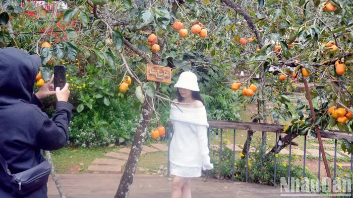 Hàng chục năm trước, có dịp rời xa nhịp điệu phố, về những vùng ven đô Đà Lạt và vùng phụ cận mùa thu, du khách sẽ được chiêm ngưỡng "những đốm lửa hồng" ở những nhà vườn. Giờ đây, cây hồng ăn quả được phát triển có chọn lọc, phù hợp điều kiện canh tác và đang trở thành trào lưu "du lịch vườn" của giới trẻ khi đến phố núi. 
