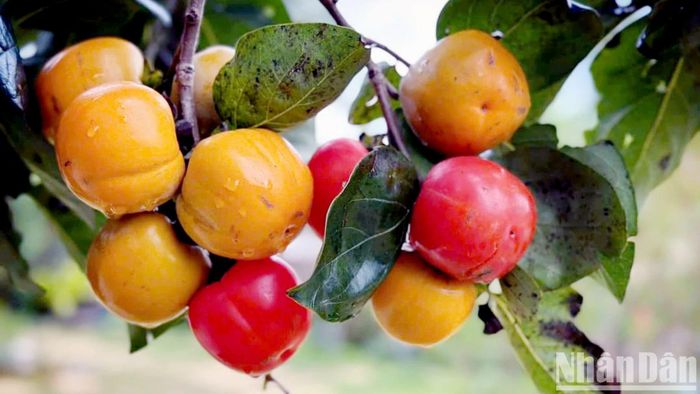 Mùa thu về, những vườn hồng tại Đà Lạt và vùng phụ cận khoe màu rực rỡ. Phố núi lập đông, trái hồng chuyển màu, sắc đỏ cam tô điểm trong nắng lạnh như nét chấm phá khác biệt giữa thiên nhiên trên vùng đất cao nguyên.