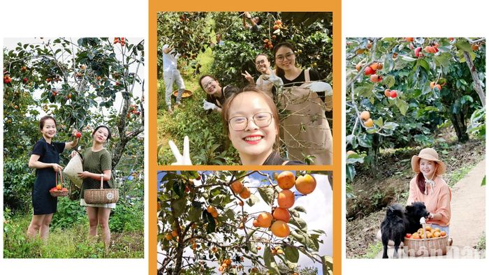 Khí hậu, vẻ đẹp thiên nhiên, cùng muôn loài hoa khoe sắc quanh năm... Đà Lạt tự nhiên hấp dẫn du khách. Những năm gần đây, mùa hồng phố núi đã mời gọi, quyến rũ những bước chân lữ khách. Khám phá, trải nghiệm và "check-in" vườn hồng đã trở thành "xu hướng" trong giới trẻ khi đến Đà Lạt mùa thu-đông.