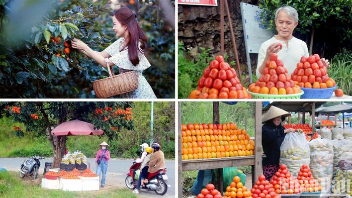 "Hồng Đà Lạt" đã được cấp quyền nhãn hiệu sản phẩm đặc trưng. Gác lại những mùa hồng thăng trầm trong quá khứ; hôm nay, loài cây gắn bó với nhiều nông phu Đà Lạt đã tìm thấy vị thế của loại trái cây đặc sản của phố núi.