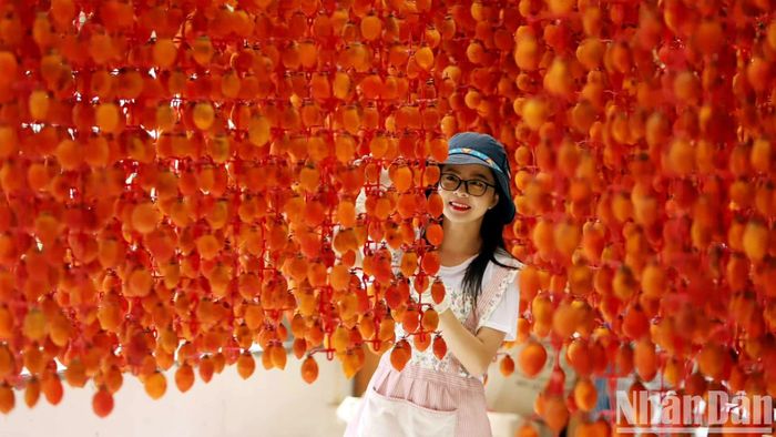 Phố núi vào đông, mùa nắng lạnh, khoảng tháng 11 đến hết tháng 12, lá hồng bắt đầu rụng, những trái hồng chuyển màu cam, người Ðà Lạt bắt đầu làm hồng treo gió. Lan Anh, chủ một thương hiệu hồng đặc sản Đà Lạt chia sẻ, dù đã trở nên thân quen, song những mùa hồng đều làm cô thích thú và chắc chắn không thể thiếu những khuôn hình mùa hồng Đà Lạt. 