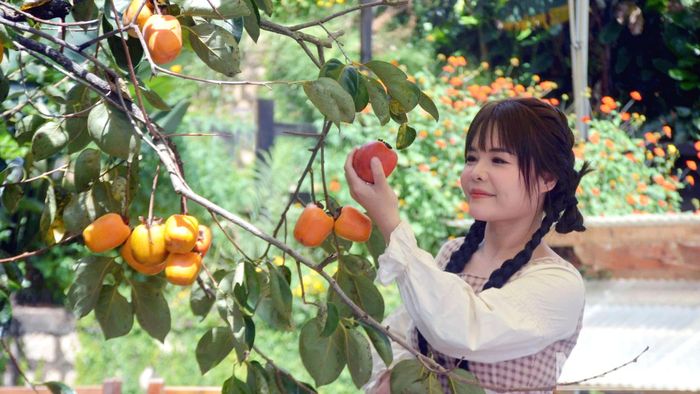 Cùng với trải nghiệm, dạo chơi trong những vườn hồng trĩu quả, du khách còn có cơ hội tự tay hái trái để làm những món ăn mà mình yêu thích.