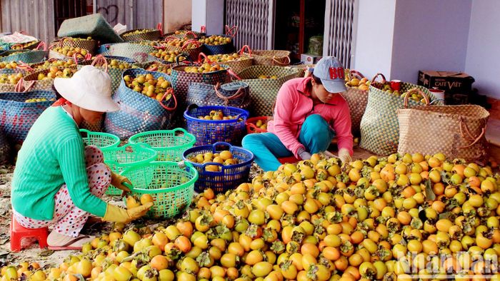 Những trái hồng Đà Lạt có hình dáng vuông, hoặc "hình trứng", vỏ mỏng và có vị ngọt thanh đặc trưng. Có lẽ, vì thế mà trái hồng Đà Lạt luôn được du khách ưa chuộng. Vào mùa thu hoạch, những trái hồng được chọn lựa, phân loại để bán quả tươi hoặc làm hồng sấy, hồng treo gió.
