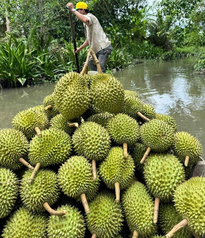 Vào vụ nghịch, giá sầu riêng ở nước ta tăng cao chót vót. Ảnh: Mạnh Khương