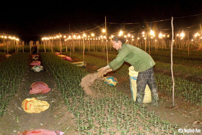 Vợ chồng anh Phan Quang Tuấn ở khối 4, thị trấn Yên Thành cho biết, năm nay gia đình trồng 10 sào hoa cúc các loại. Trong đó, cơ cấu 1 sào bán dịp Rằm tháng Chạp, 8 sào bán vào dịp Tết Nguyên đán, còn 1 sào bán vào dịp Rằm tháng Giêng. Do đó, việc xuống giống cũng được tính toán phù hợp. Theo vợ chồng anh Tuấn chia sẻ, phân bón cho hoa sử dụng phân gà, nhằm chống mưa gây xói mòn đất khi có mưa, cây không bị đổ, bởi trong phân gà có nhiều vỏ trấu. Ảnh: Xuân Hoàng