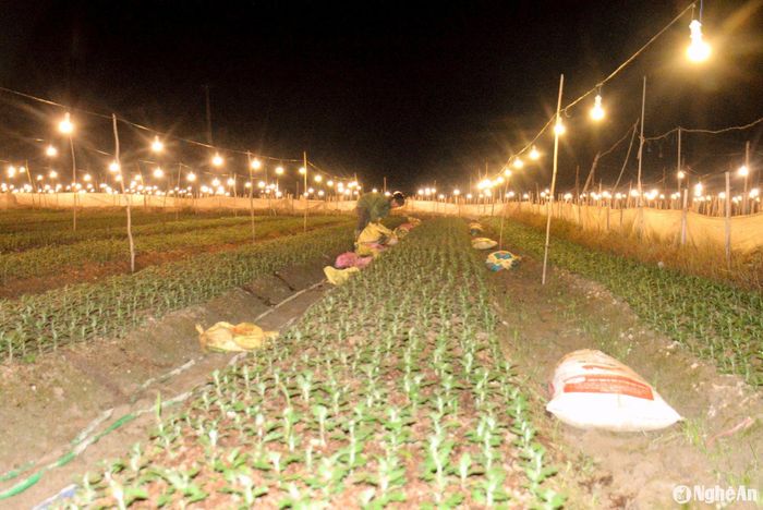 Nghề trồng hoa Tết đòi hỏi phải chăm sóc ngay từ lúc xuống giống đến khi thu hoạch, nên ngày nào cũng có mặt tại ruộng để làm cỏ, bón phân, tưới nước... Ngoài huy động nhân lực trong gia đình, còn phải thuê nhiều lao động làm mới xuể. Song do ban ngày làm không hết việc, nên phải tranh thủ làm đêm, khi ánh điện được bật sáng. Ảnh: Xuân Hoàng