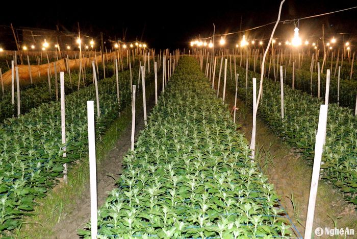 Ông Lê Văn Hồng - Trưởng phòng Nông nghiệp và PTNT huyện Yên Thành cho biết, toàn huyện có khoảng 20 ha hoa Tết, được trồng rải rác ở các xã, nhưng tập trung nhất vẫn là khu vực thị trấn. Ngoài diện tích hoa được trồng ngoài trời, bà con còn trồng hoa trong nhà màng, nhà lưới. Không những huyện Yên Thành, mà nông dân các địa phương khác như: Diễn Châu, Quỳnh Lưu, Nam Đàn, Hưng Nguyên, Nghi Lộc và TP. Vinh cũng đầu tư trồng hoa Tết. Do đó, dịp này nhiều cánh đồng trên địa bàn Nghệ An cũng bừng sáng trong đêm, bởi hàng trăm bóng điện được bật cùng lúc. Ảnh: Xuân Hoàng
