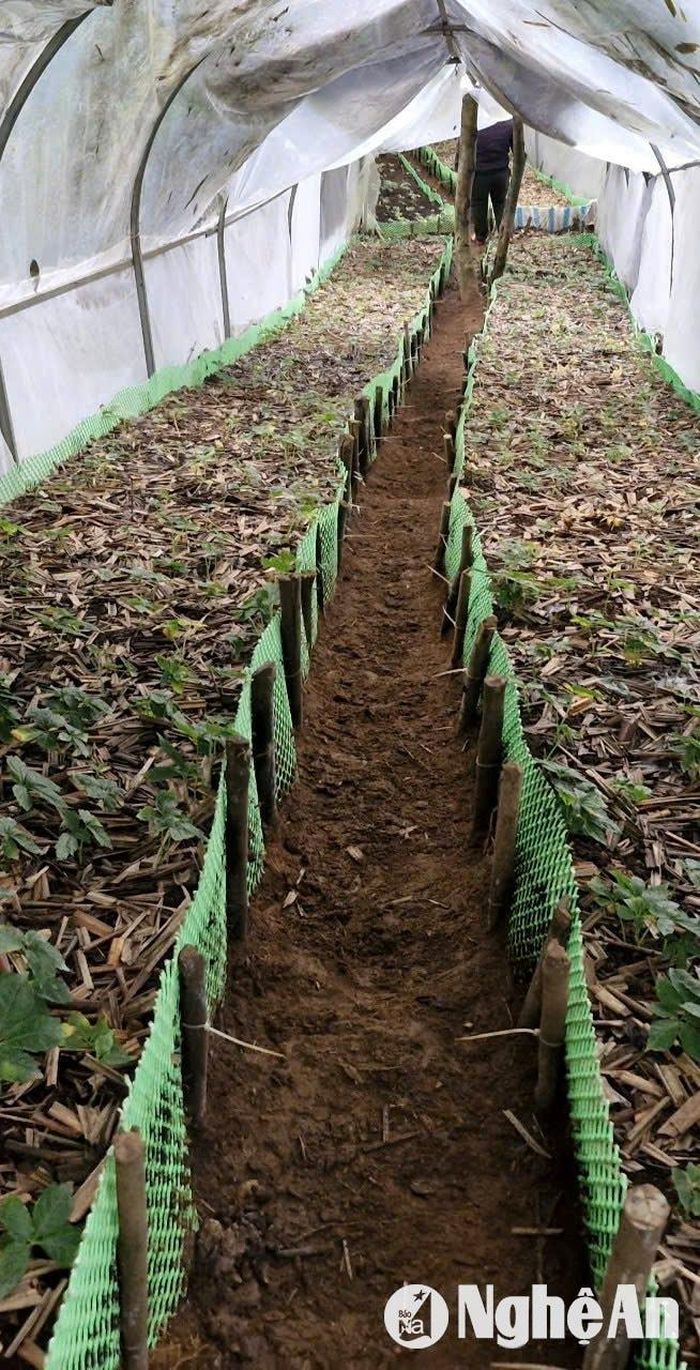 Một lều lán trồng sâm ngọc linh dài hun hút trong rừng phòng hộ Puxailaileng. Ảnh: Nhóm PV Pháp luật - Bạn đọc