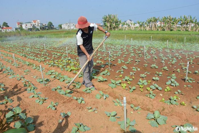 Để cung ứng thị trường, nâng cao giá trị trên đơn vị diện tích nông dân các vùng chuyên canh trồng rau gối vụ , để thường xuyên có thu hoạch cung ứng cho thị trường. Ảnh: Thanh Phúc