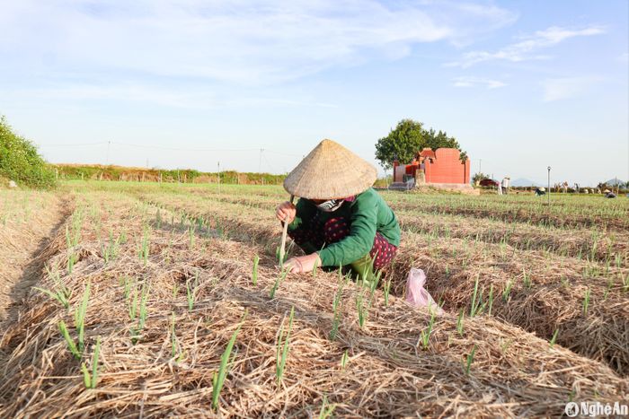 Những cánh đồng tỏi tía ở Hưng Tân (Hưng Nguyên) đã nhú xanh. Dự kiến cho thu hoạch tỏi lá vào dịp giáp Tết. Ảnh: Thanh Phúc