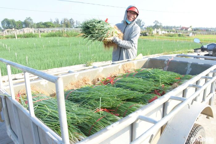 Đặc biệt, giá hành lá tăng cao, hiện 20.000-25.000 đồng/kg đem lại nguồn thu nhập khá cho bà con. Ông Nguyễn Văn Định, xóm Tân Hải, xã Quỳnh Bảng (Quỳnh Lưu) phấn khởi: “Mặc dù đầu vụ, mưa lớn, cây hành dập nát, sản lượng giảm song bù lại, giá hàng lá cao hơn các năm trước nên nông dân vẫn lãi hàng chục triệu đồng/sào”. Ảnh: Thanh Phúc