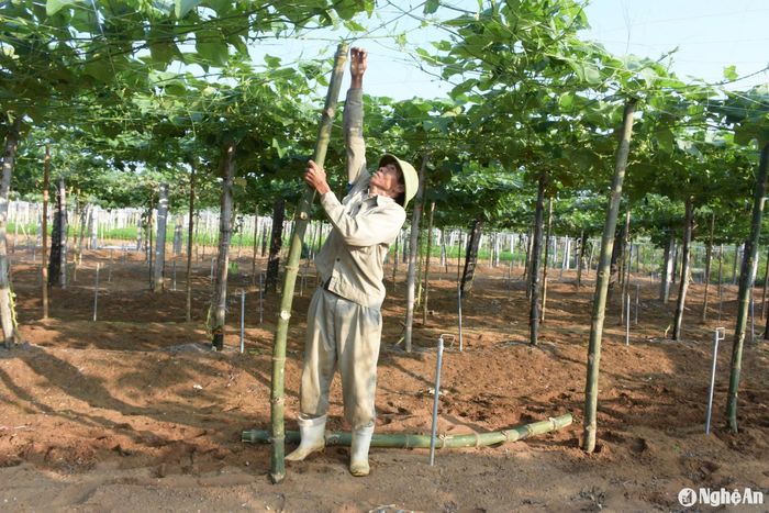 Là vựa su su của tỉnh, những ngày này, người dân Quỳnh Liên cũng đang tập trung làm giàn, bắt ngọn cho su su ra hoa, kết trái. Ảnh: Thanh Phúc