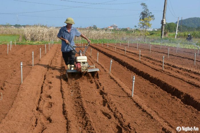 Nhiều diện tích vừa thu hoạch xong, bà con tranh thủ làm đất, xuống giống lứa kế tiếp để đảm bảo nguồn cung dịp cuối năm. Ảnh: Thanh Phúc