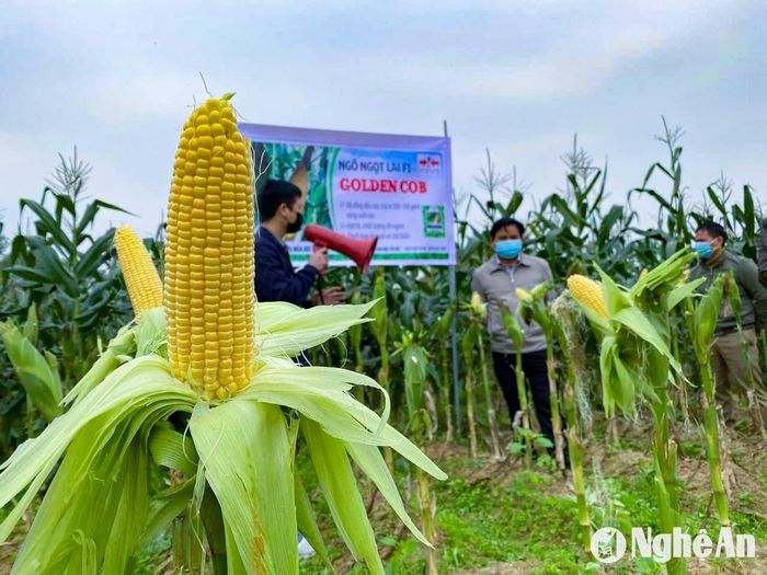 Cây ngô ngọt, ngô nếp trên đất 2 lúa cũng bắt đầu cho thu hoạch. Nhiều diện tích trồng theo mô hình liên kết, nông sản được bao tiêu toàn bộ. Ảnh: Thanh Phúc