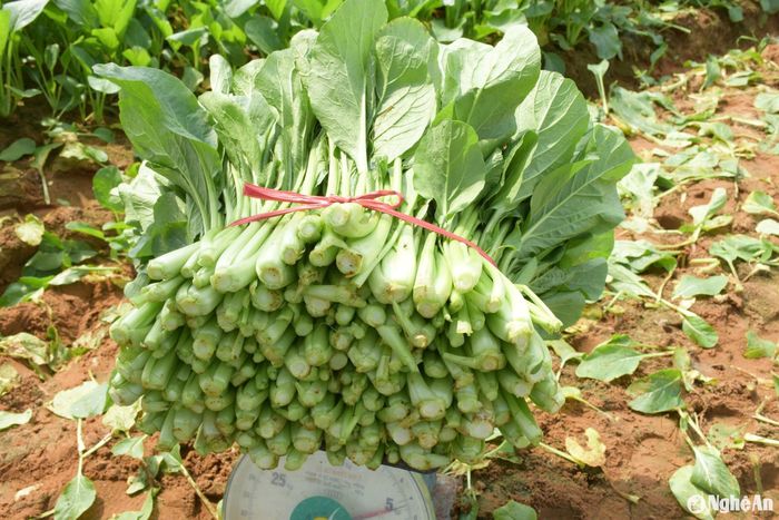 Thời điểm này, rau dễ tiêu thụ, được giá nên bà con rất phấn khởi. Giá cải ngọt 3.000 - 5.000 đồng/kg, cải củ 7.000 đồng/kg. Ảnh: Thanh Phúc