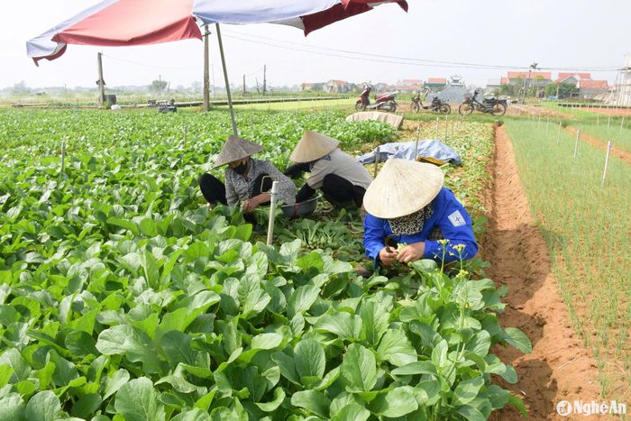 Những diện tích rau màu vụ Đông sớm đã cho thu hoạch. Ảnh: Thanh Phúc