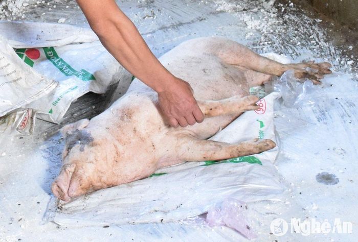 Bệnh dịch tả lợn châu Phi ảnh hưởng đến ngành chăn nuôi của địa phương. Ảnh tư liệu: Xuân Hoàng