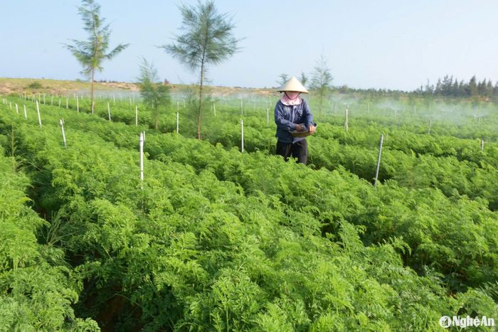 Thời tiết nắng ấm, người dân vùng trồng rau màu ở Quỳnh Lưu đang tập trung chăm sóc các loại rau cao cấp để cung ứng thị trường cuối năm như su hào, bắp cải, cà rốt… Ảnh: Thanh Phúc