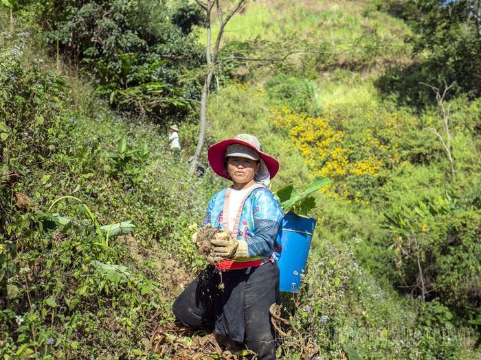 Thời gian thu hoạch khoai sọ kéo dài từ đầu tháng 11 đến giữa tháng 12.