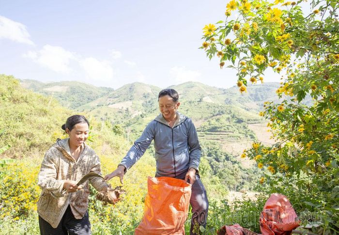 Do hợp thổ nhưỡng nên khoai Phì Nhừ có sản lượng tốt, đem lại thu nhập không nhỏ cho bà con nơi đây.