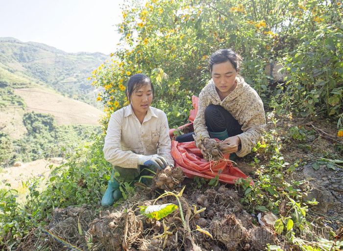 Diện tích trồng khoai sọ chủ yếu ở bản Tào Xa A và Tào Xa B của xã Phì Nhừ với hơn 10ha.