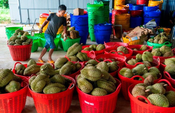 Tác phẩm "Thu hoạch sầu riêng" của tác giả Trương Thị Hạnh. Ảnh: Nhiếp ảnh và đời sống.