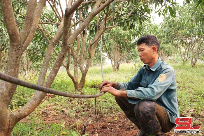 Thành viên HTX Nông nghiệp Xuân Tiến, xã Sặp Vạt, huyện Yên Châu, đầu tư hệ thống tưới nước tự động cho vườn xoài.