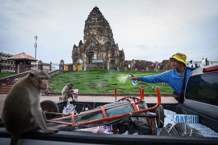 Một người xịt cồn vào những con khỉ đuôi dài để ngăn chúng ăn cắp hàng hóa từ xe tải của anh ta. Ảnh: Chalinee Thirasupa/Reuters