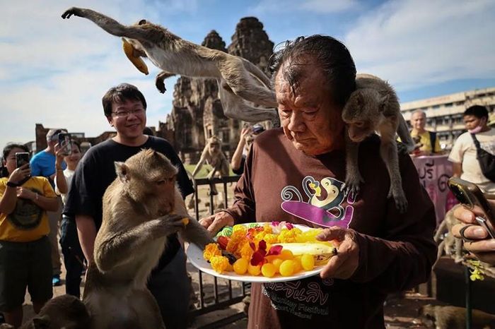 Những con khỉ đuôi dài ăn trái cây khi chúng bám vào ông Yongyuth Kitwatananusont, 83 tuổi, người đã tổ chức Lễ hội Khỉ thường niên trong 35 năm tại chùa Phra Prang Sam Yot. Ảnh: Chalinee Thirasupa/Reuters