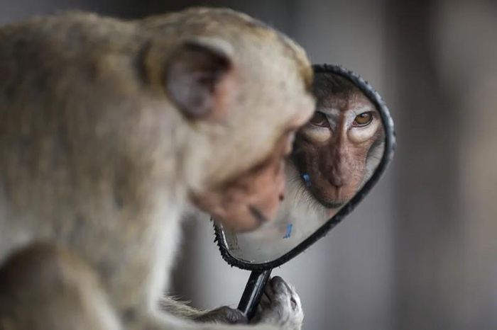 Một con khỉ đuôi dài nhìn vào gương chiếu hậu của xe máy. Ảnh: Chalinee Thirasupa/Reuters