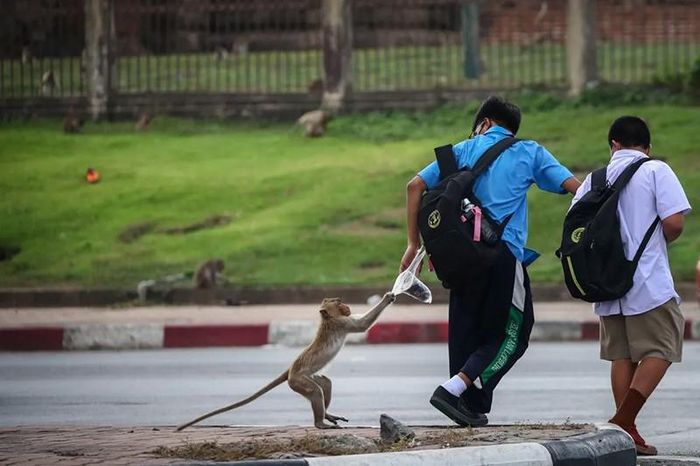 Một con khỉ đuôi dài giật thức ăn từ học sinh. Ảnh: Chalinee Thirasupa/Reuters