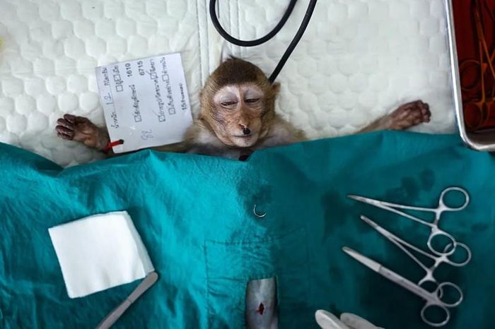 "Mục tiêu của chúng tôi là triệt sản tất cả các con khỉ, 100%", bác sĩ thú y địa phương Patarapol Maneeorn từ Cục Động vật hoang dã của chính phủ cho biết. Ảnh: Chalinee Thirasupa/Reuters