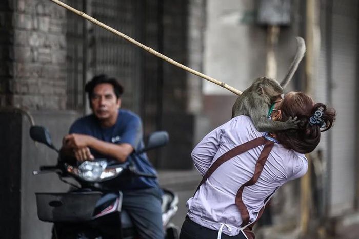 Một con khỉ đuôi dài tấn công nhân viên một cửa hàng nằm đối diện với đền Phra Prang Sam Yot. Ảnh: Chalinee Thirasupa/Reuters