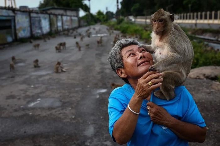 Bà Sumalee Srichomphoo, 60 tuổi, đã cho khỉ ăn trong 12 năm, đang chơi với một con khỉ đuôi dài tại một khu vực cho ăn được chỉ định gần đền Phra Prang Sam Yot. Ảnh: Chalinee Thirasupa/Reuters